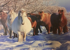 Изображение тематической подборки Сылгы - саха төрүт баайа / Якутская лошадь